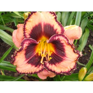 Awesome Blossem